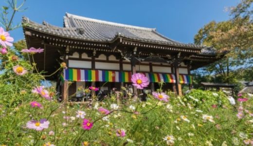 奈良のコスモス寺は般若寺！見頃は年で変わるので開花情報は要確認