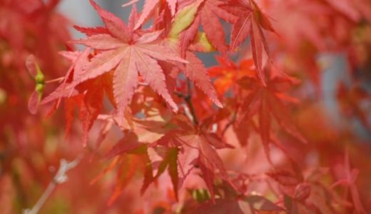 【奈良県の紅葉】おすすめスポットと見頃！名所や穴場と見どころも紹介