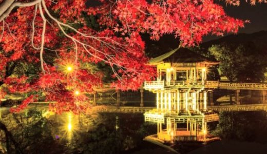 奈良公園の紅葉ライトアップ時間！注意点と夜の写真を綺麗に撮るコツ