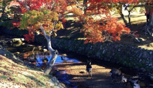奈良公園の紅葉！おすすめ3コースを紹介